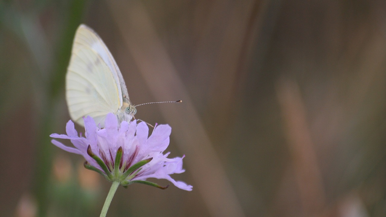 butterfly  nature  flower free photo