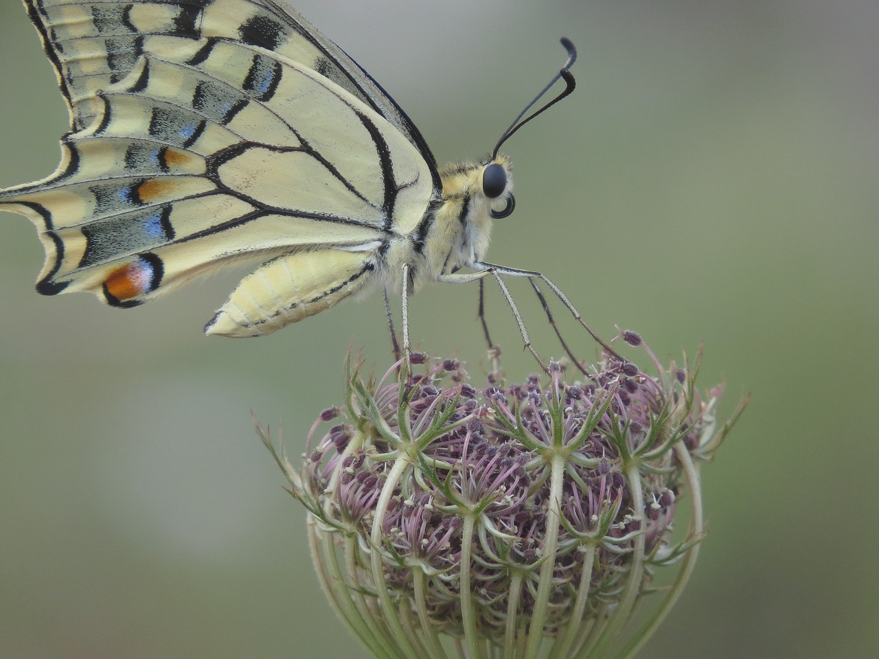 butterfly  nature  flower free photo