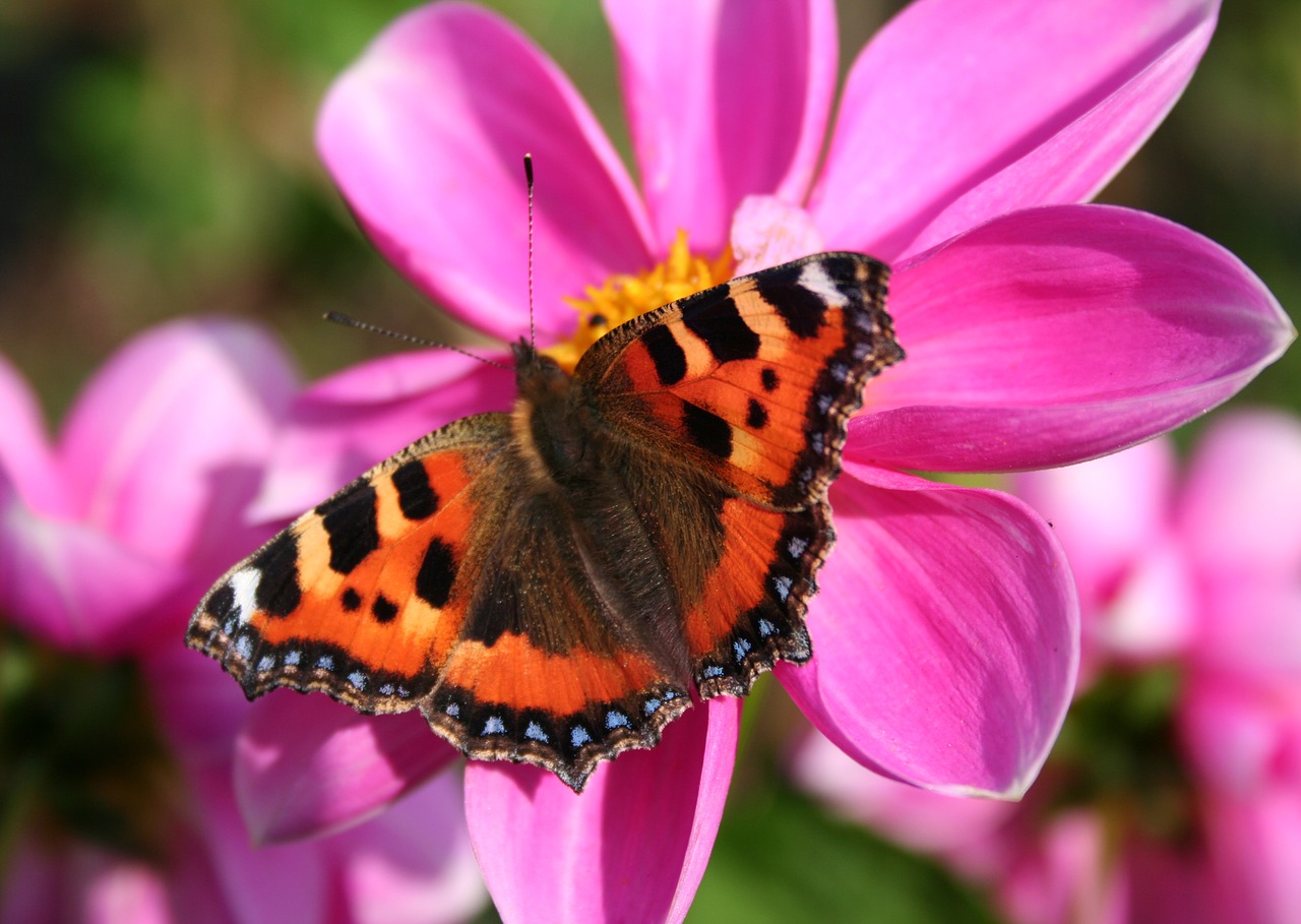 butterfly  pink  red admiral free photo