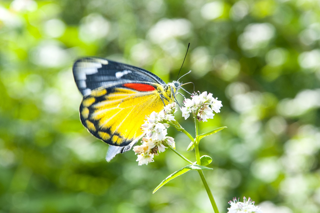 butterfly  flower  blossom free photo