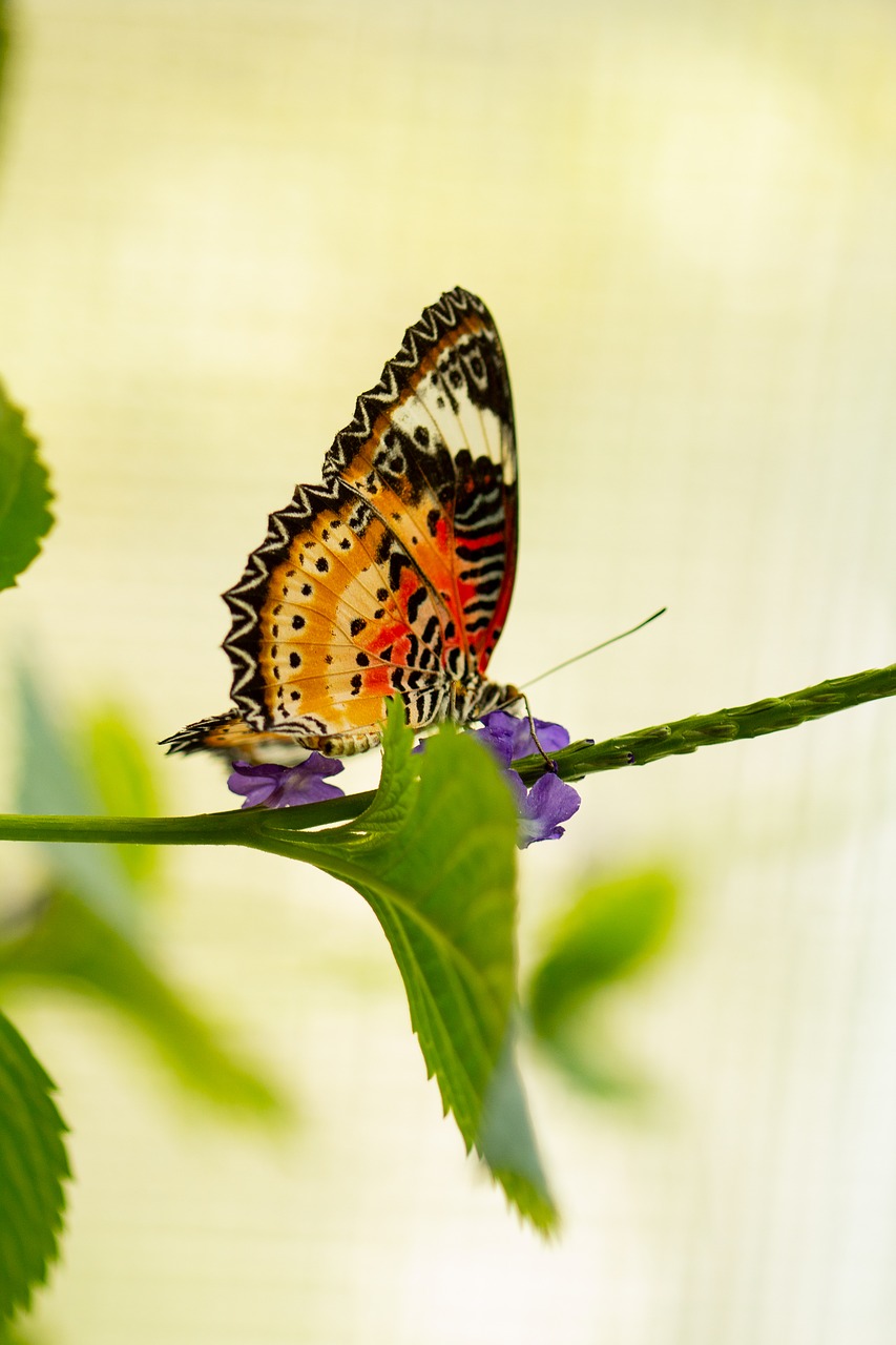 butterfly  close up  macro free photo