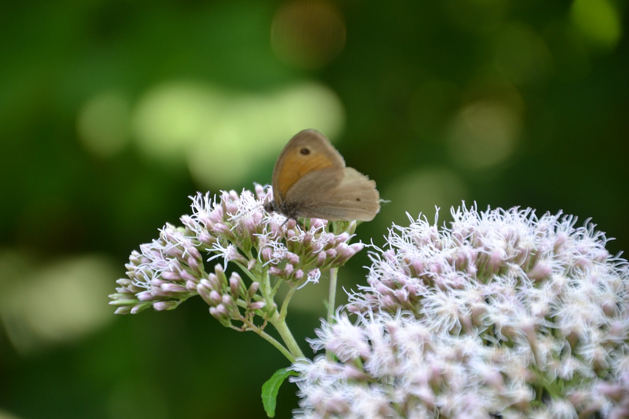 butterfly  insect  nature free photo