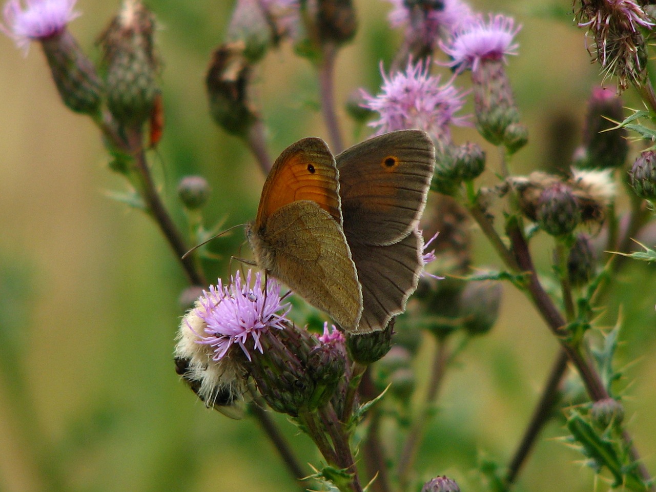 butterfly thistle flower free photo