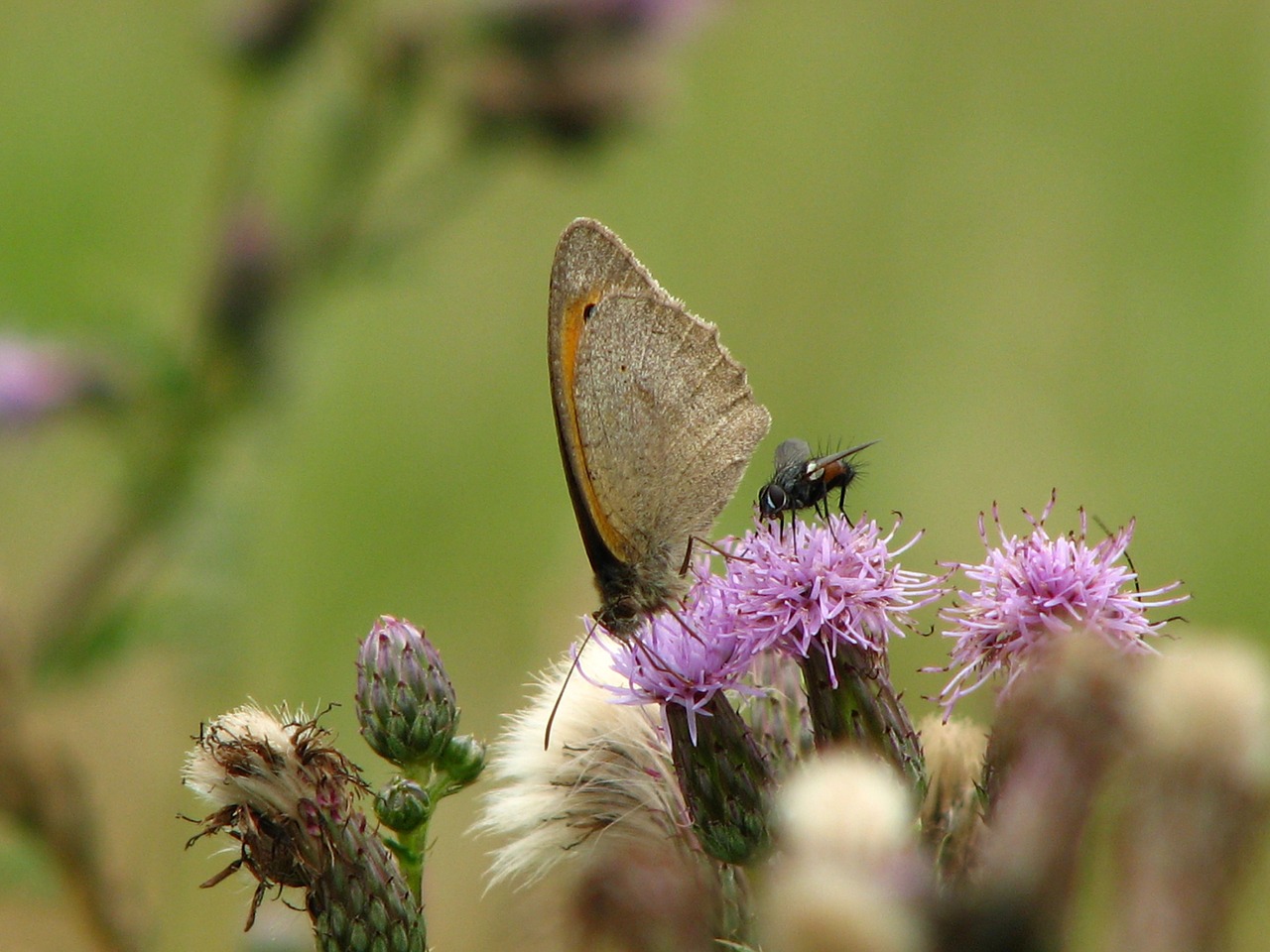butterfly fly thistle free photo