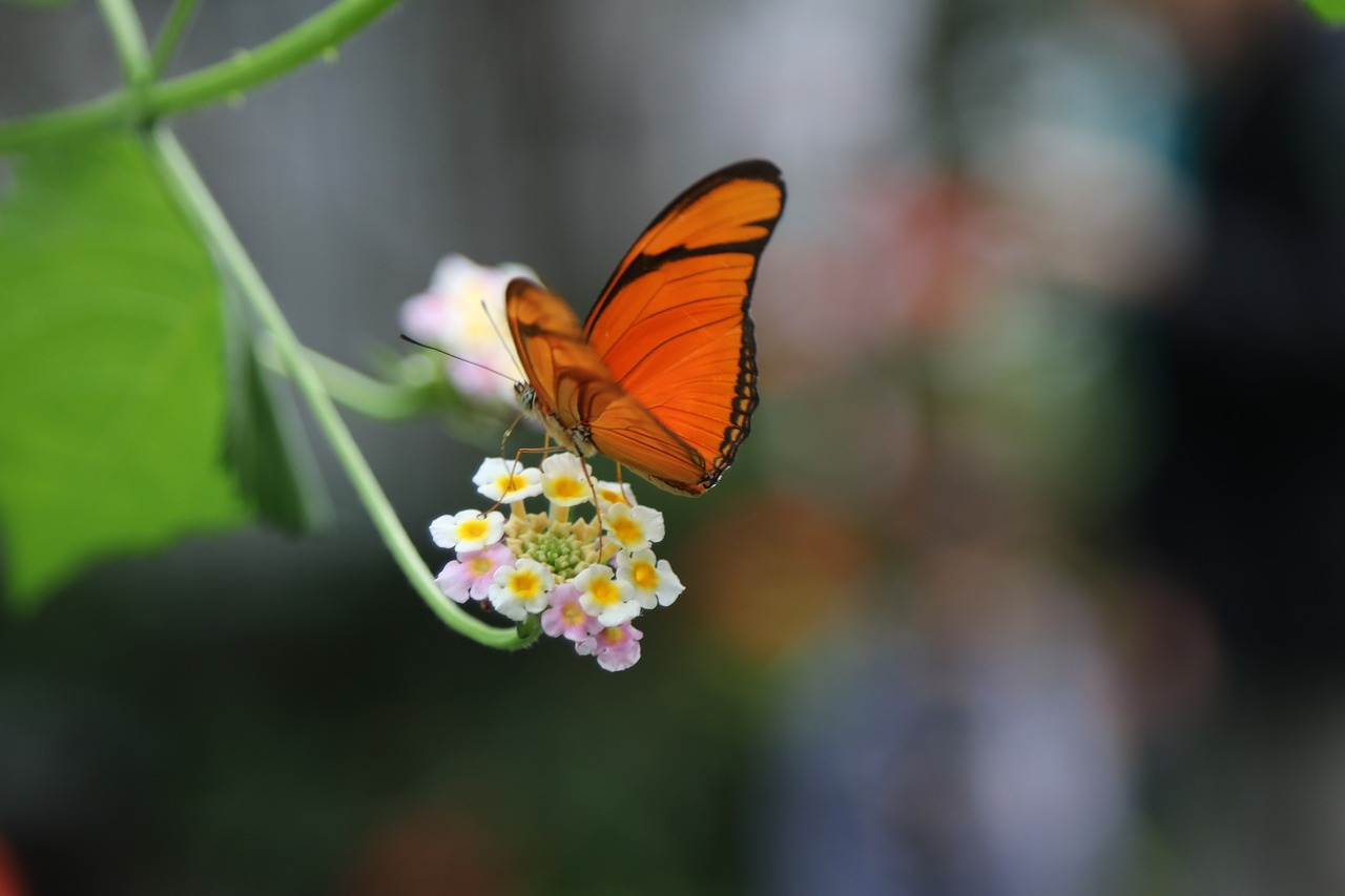 butterfly  flower  orange free photo