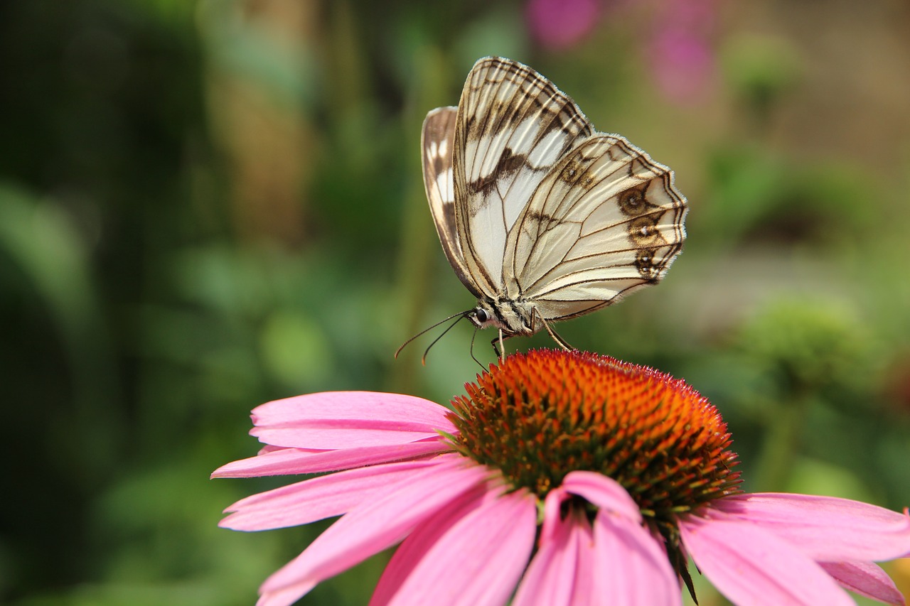 butterfly  echinacea  medicinal plant free photo