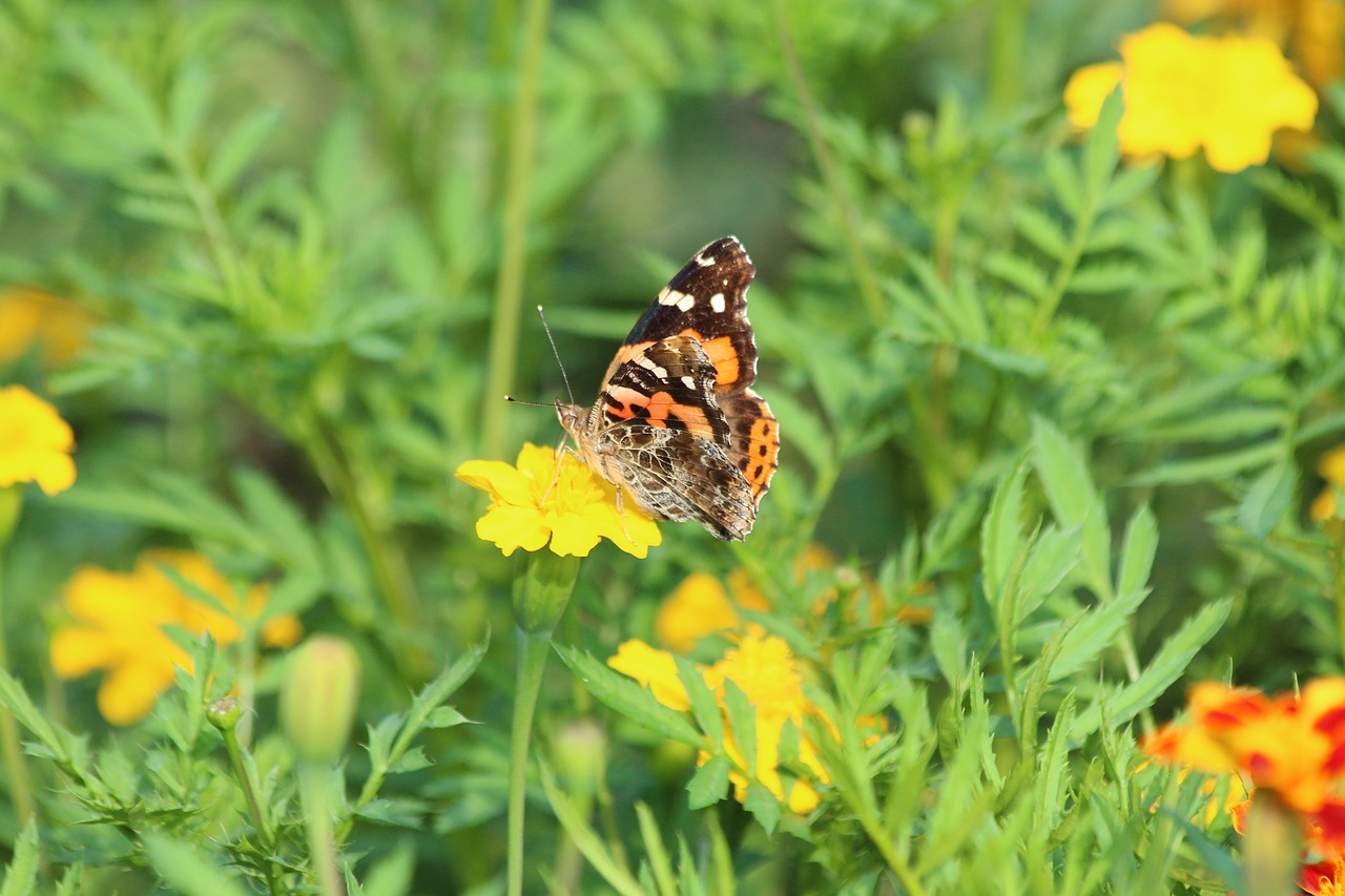 butterfly  lepidoptera  bespozvonochnoe free photo