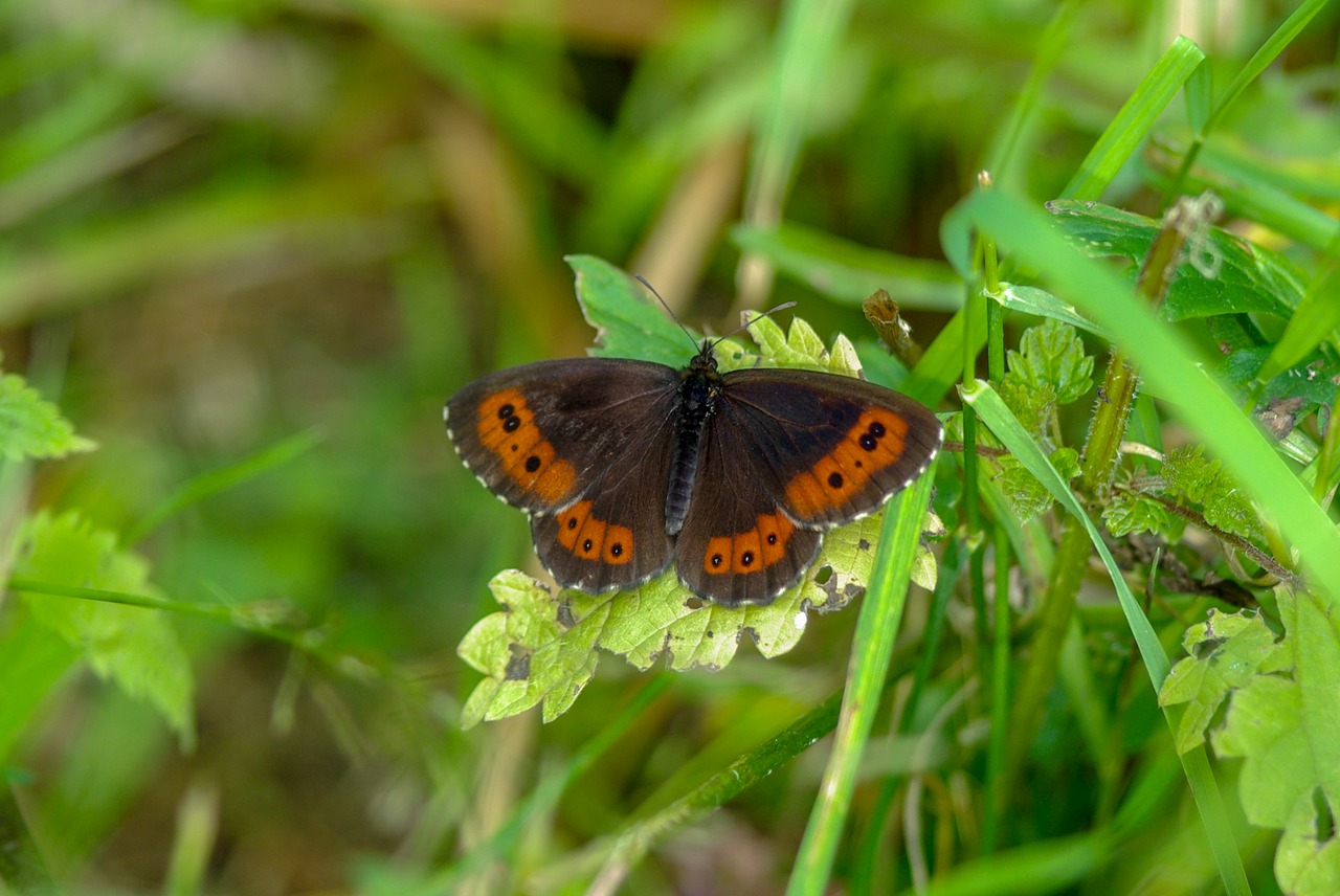 butterfly  color  insect free photo