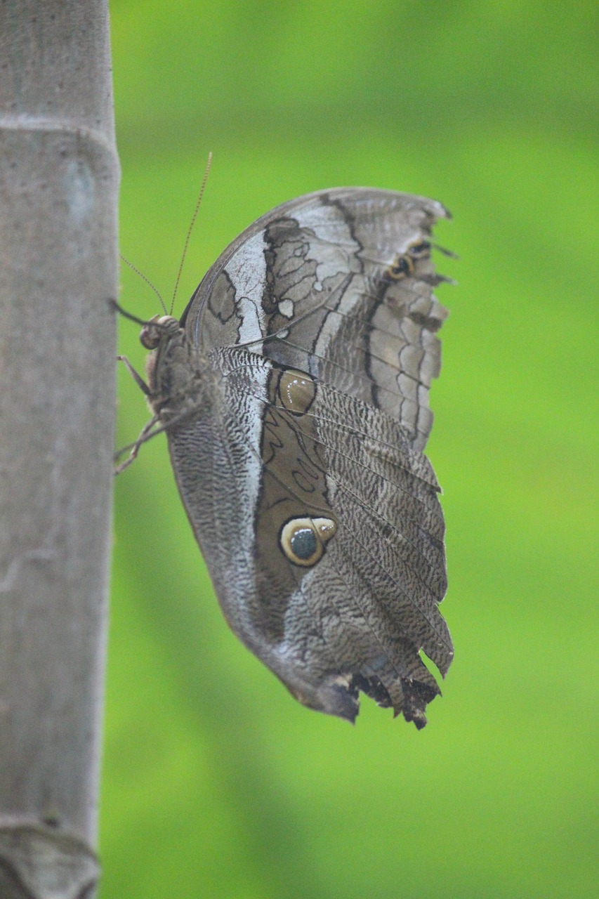 butterfly  brown  insect free photo