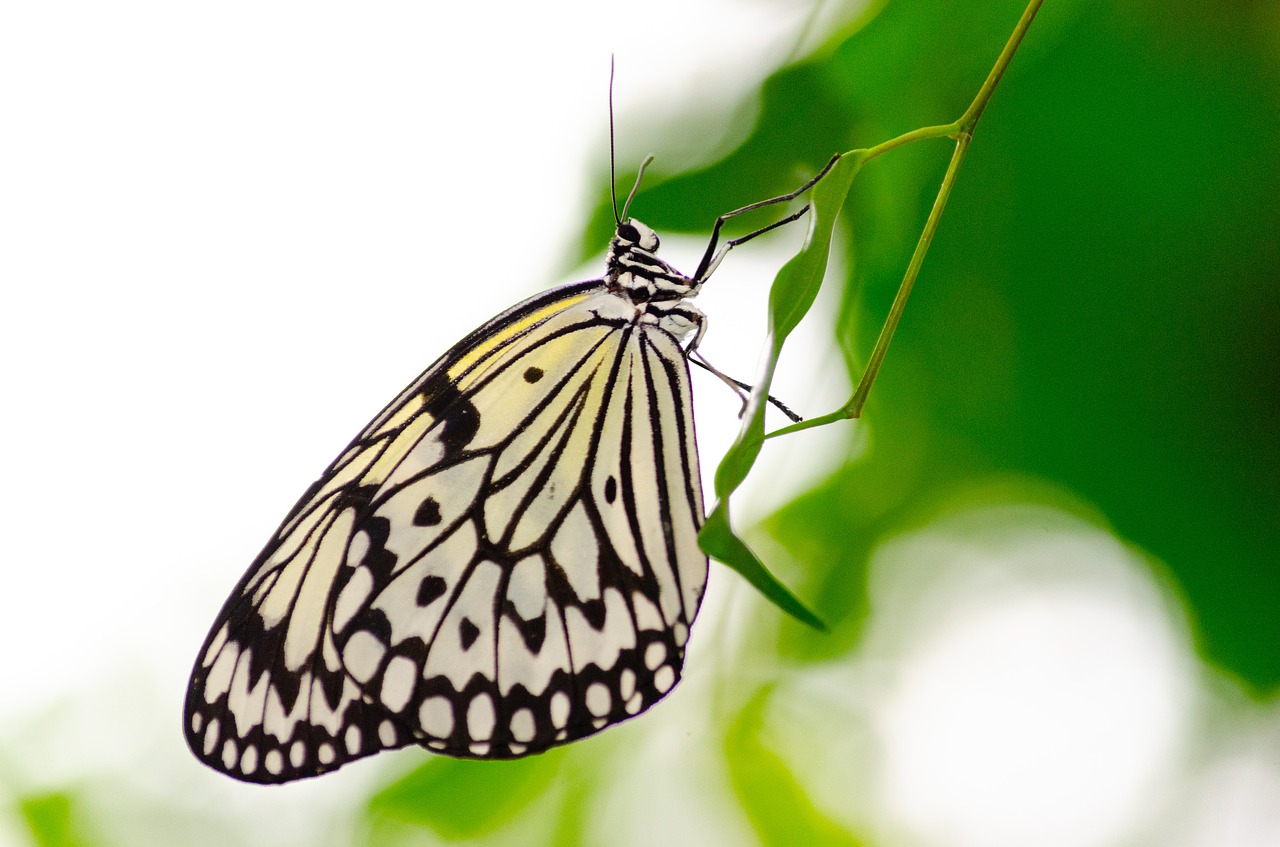 butterfly  bug  butterflies free photo