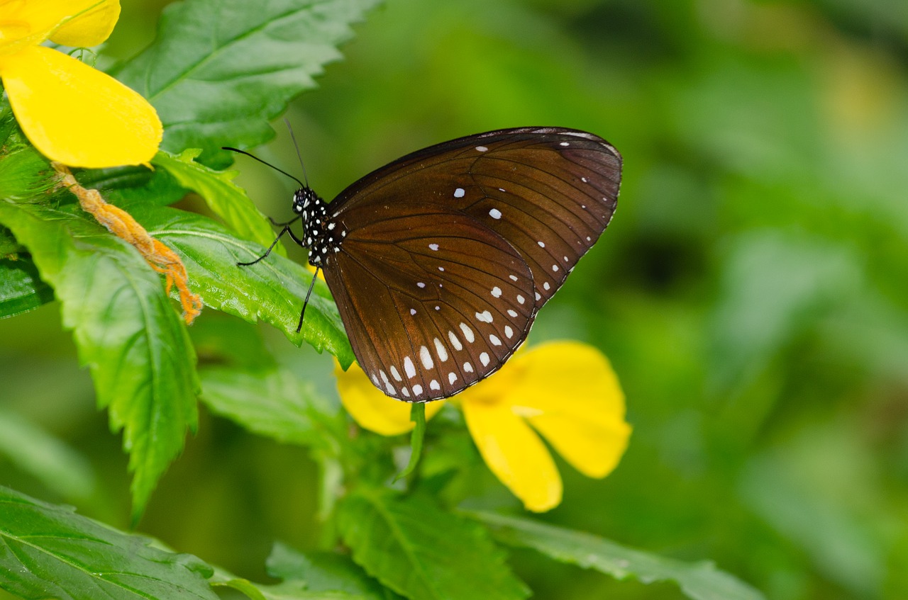 butterfly  flower  bug free photo