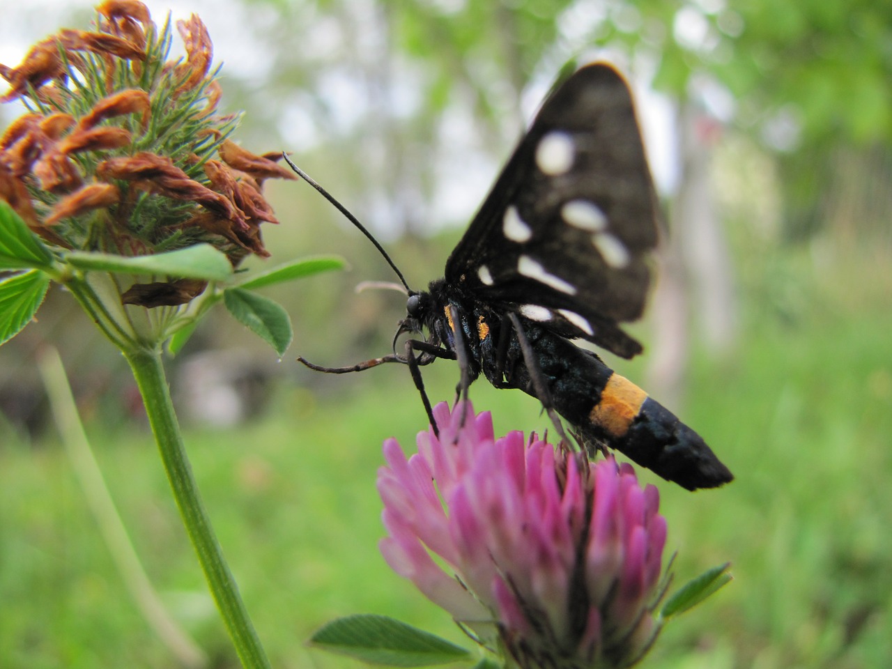 butterfly flower purple free photo