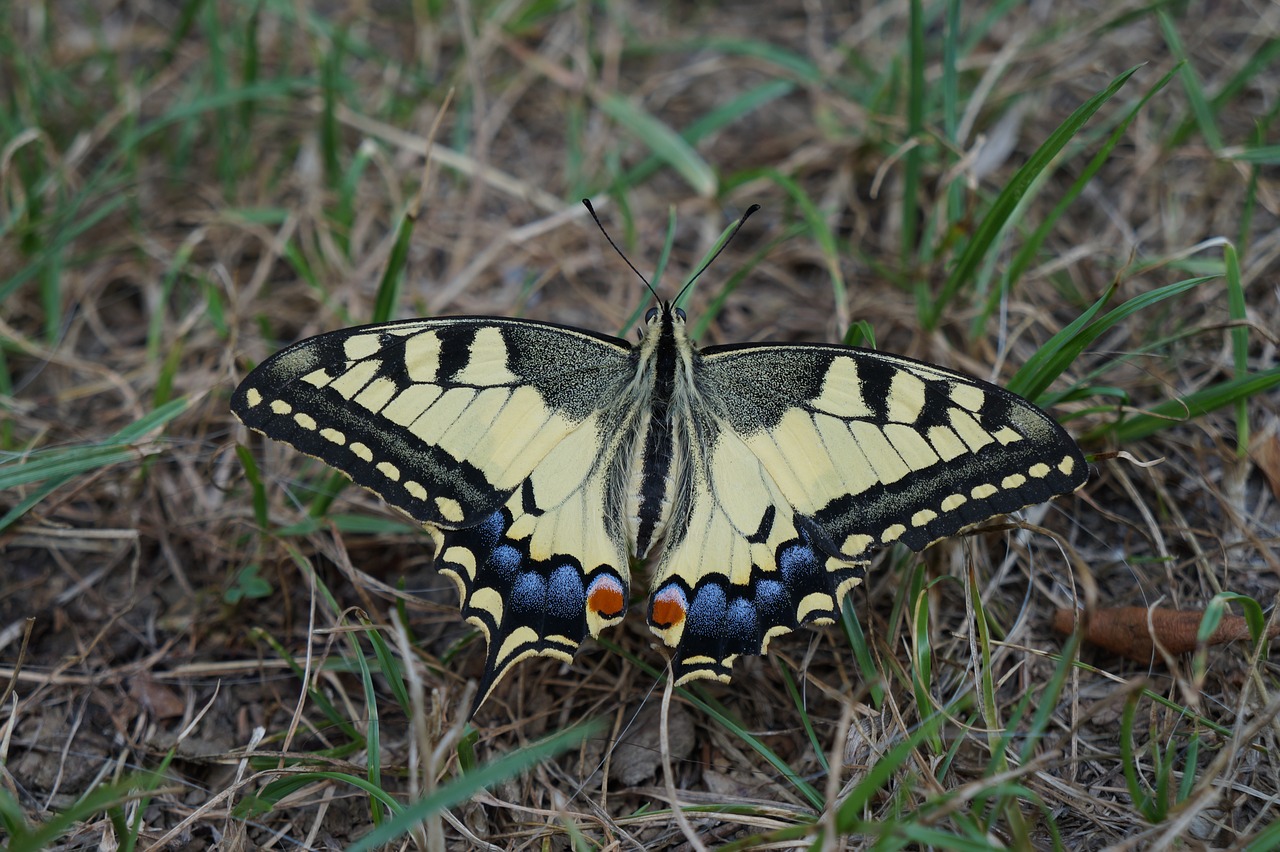 butterfly  yellow  insect free photo