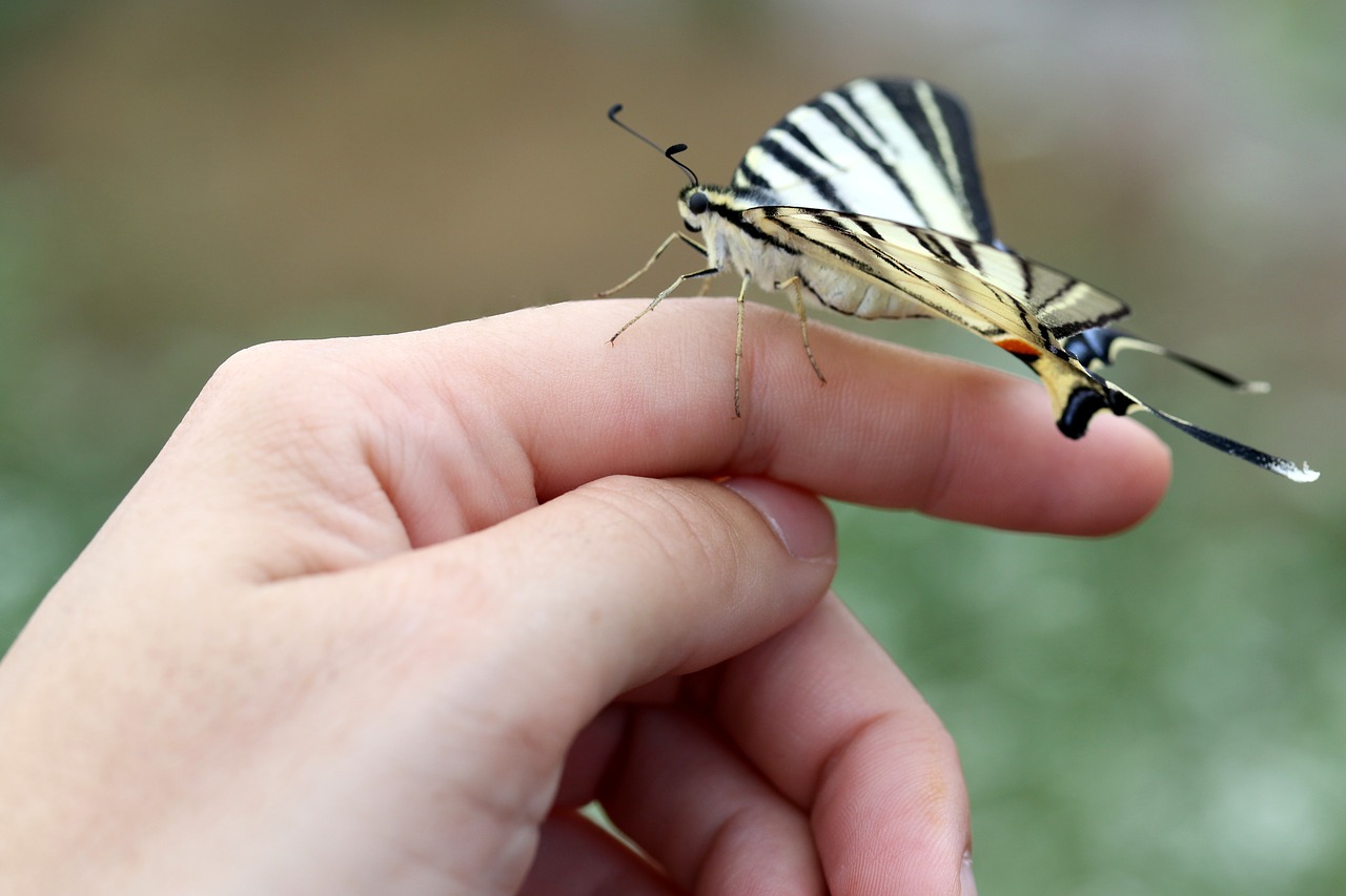 butterfly  hand  rest free photo