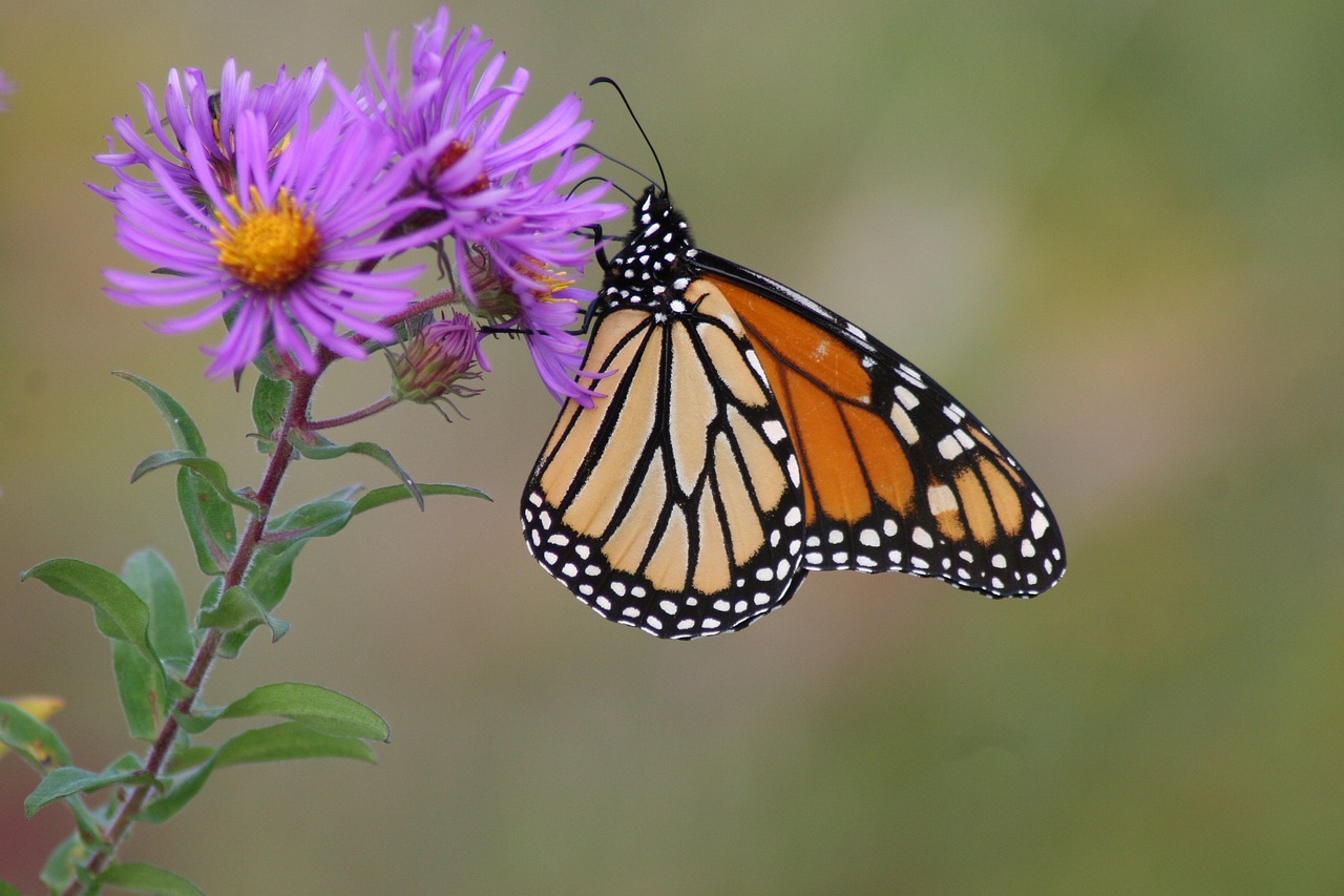 butterfly  monarch  flower free photo