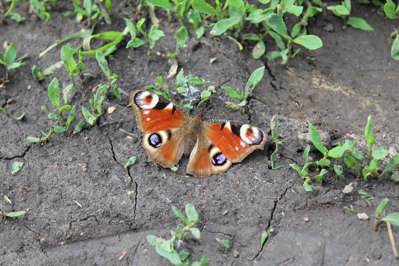 butterfly  soil  peacock free photo