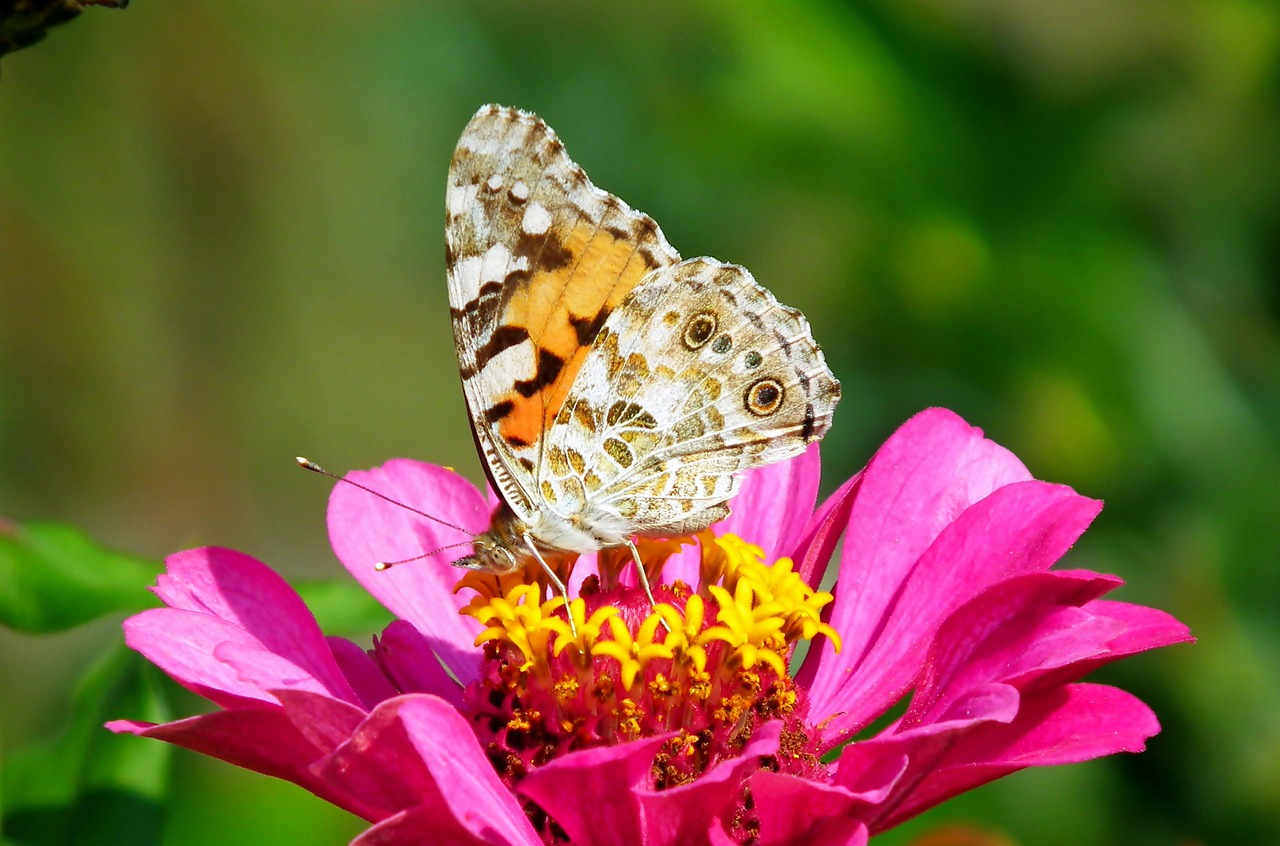 butterfly  insect  flower free photo