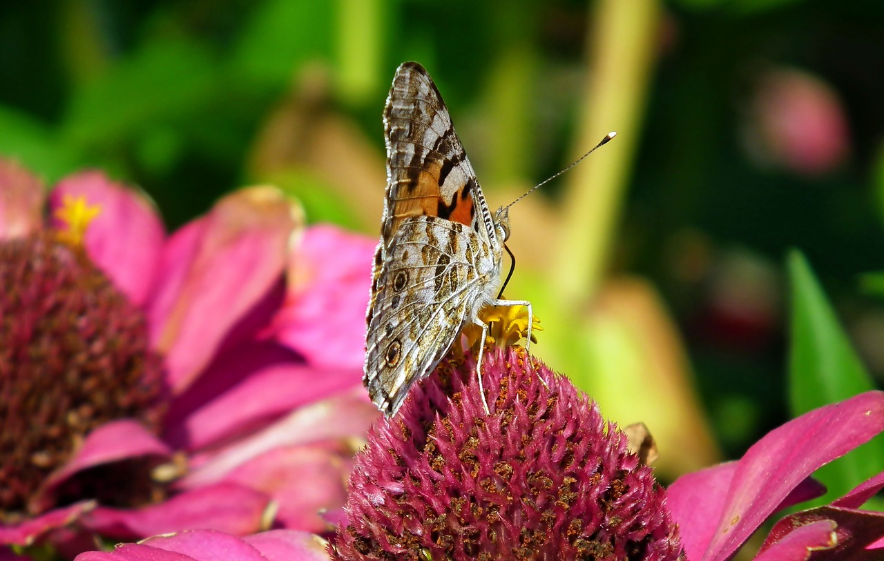 butterfly  insect  flower free photo