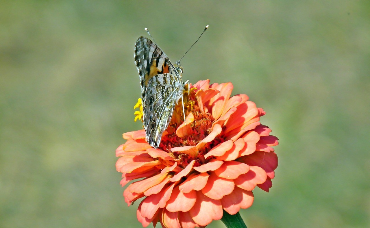 butterfly  insect  flower free photo