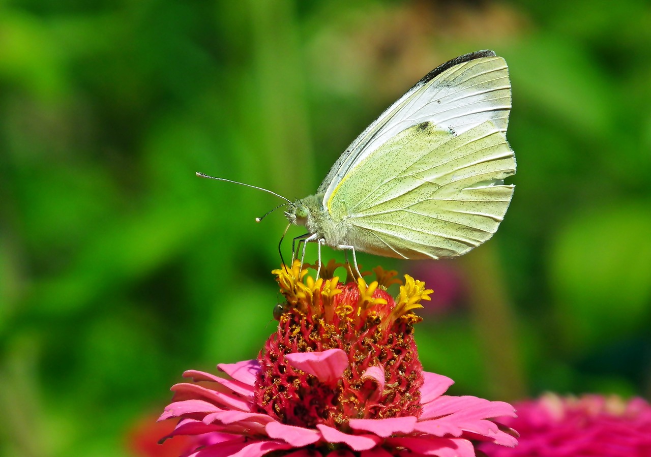 butterfly  insect  flower free photo