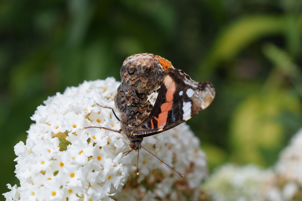 butterfly  flower  insect free photo