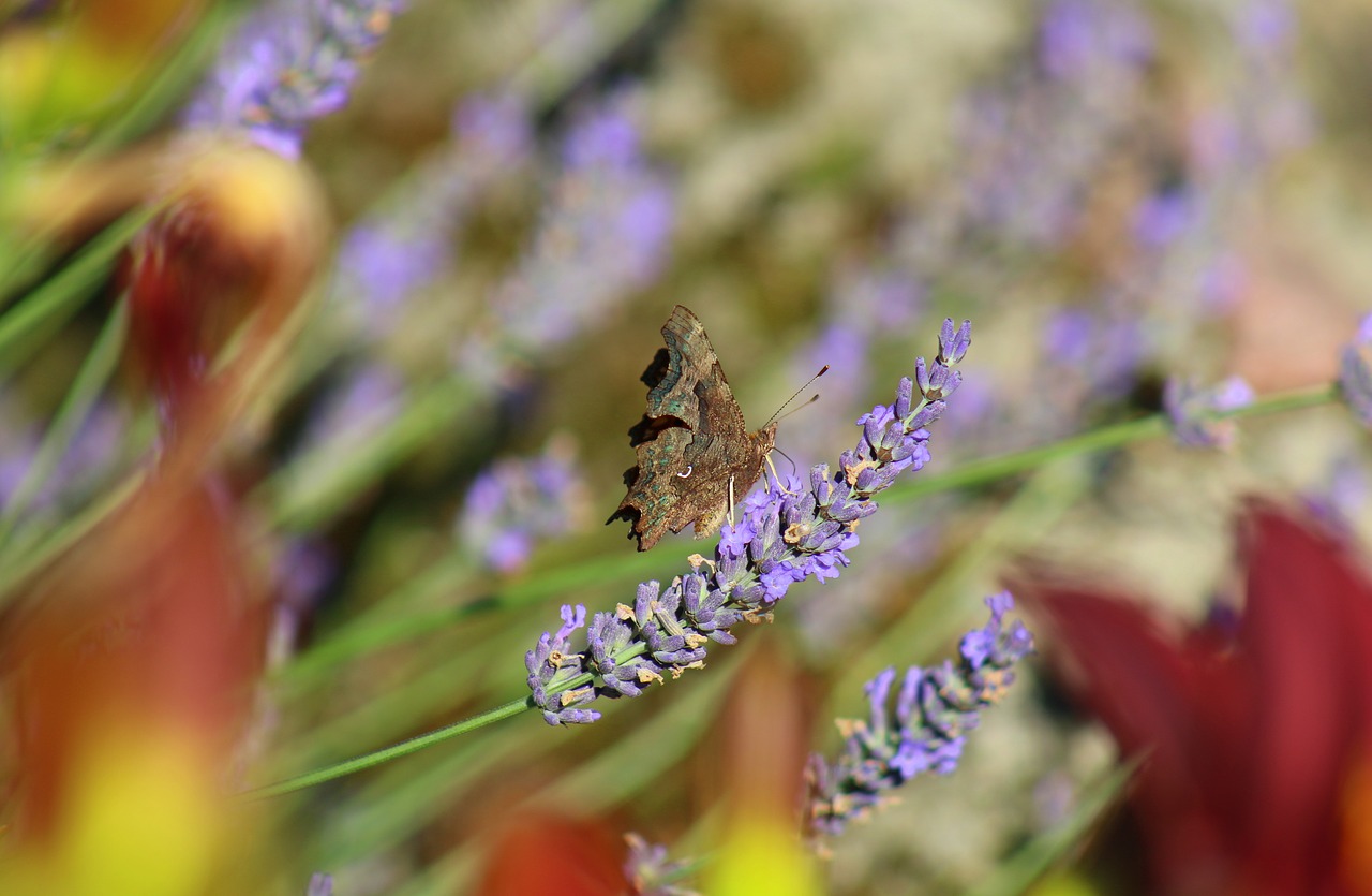 butterfly  lavender  insect free photo