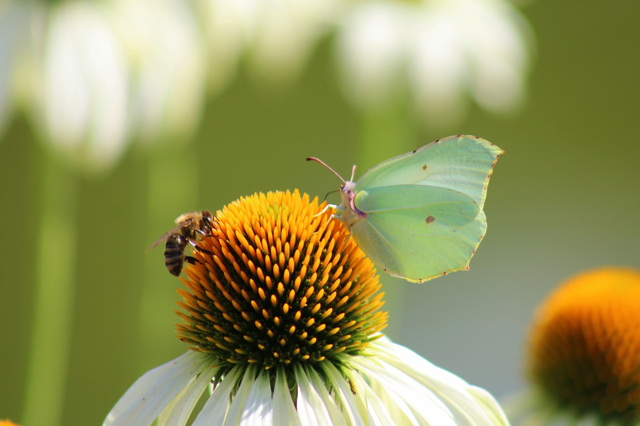 butterfly  flowers  garden free photo