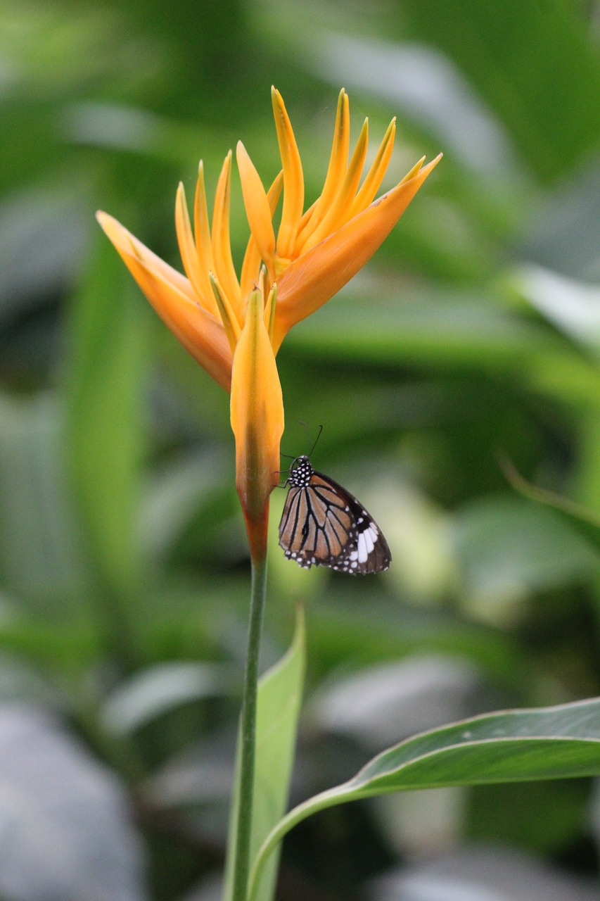 butterfly  flower  nature free photo