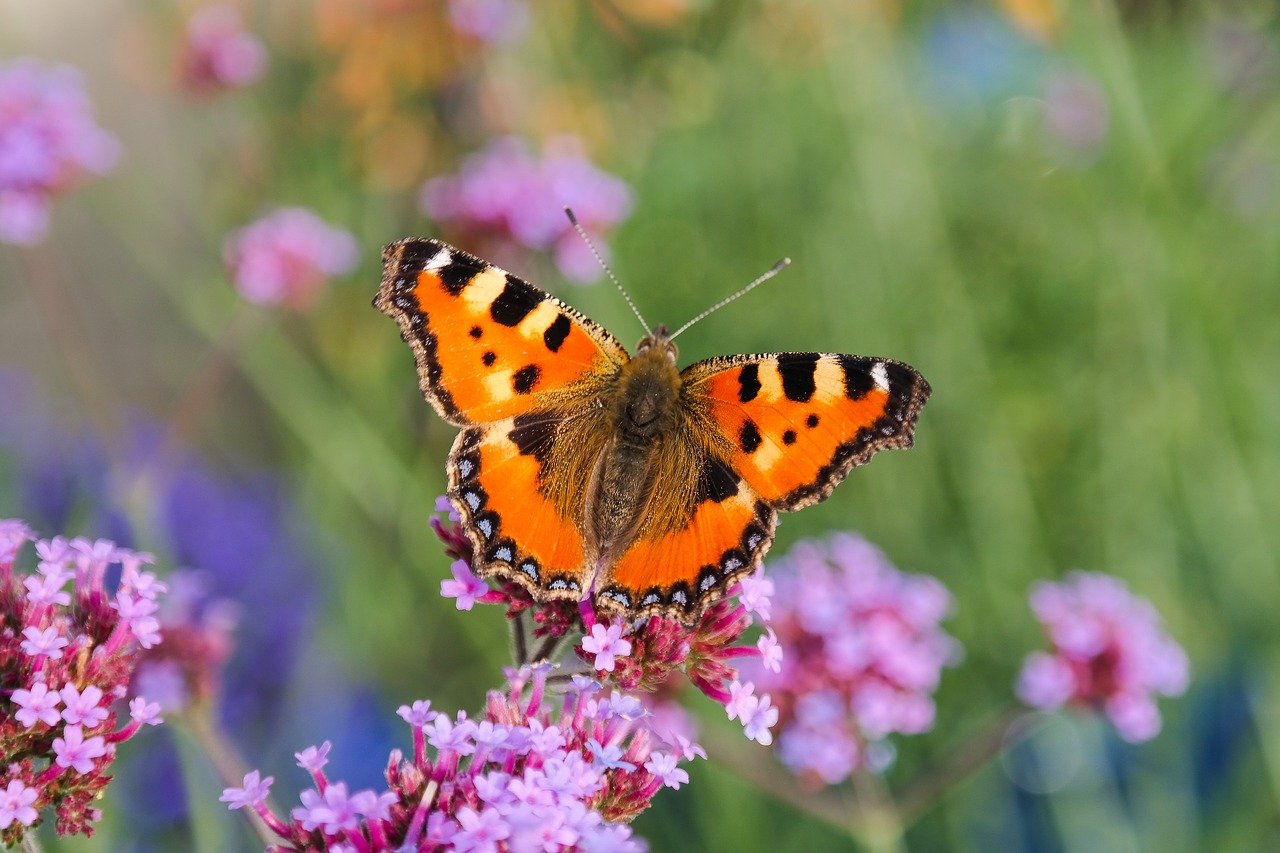 butterfly  nature  insect free photo