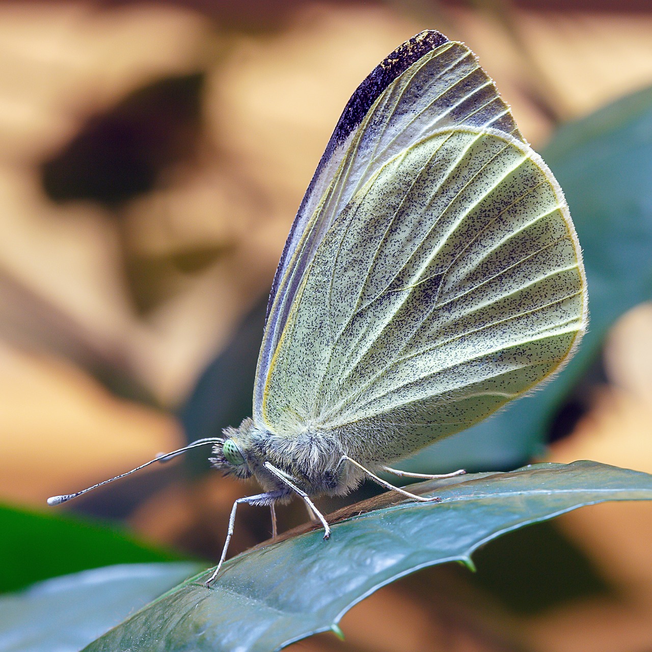butterfly  large white  wings free photo