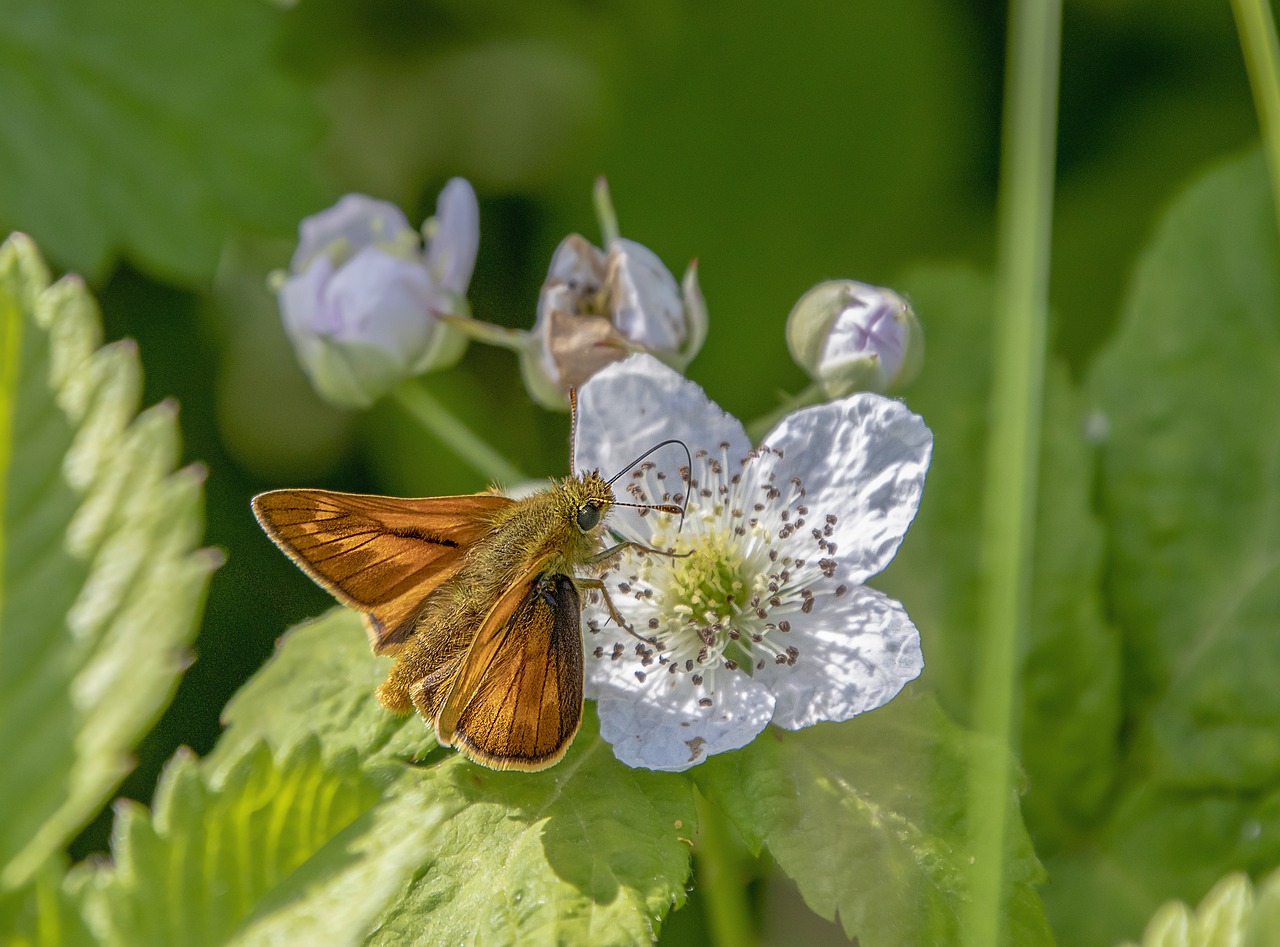 butterfly  large skipper  wings free photo