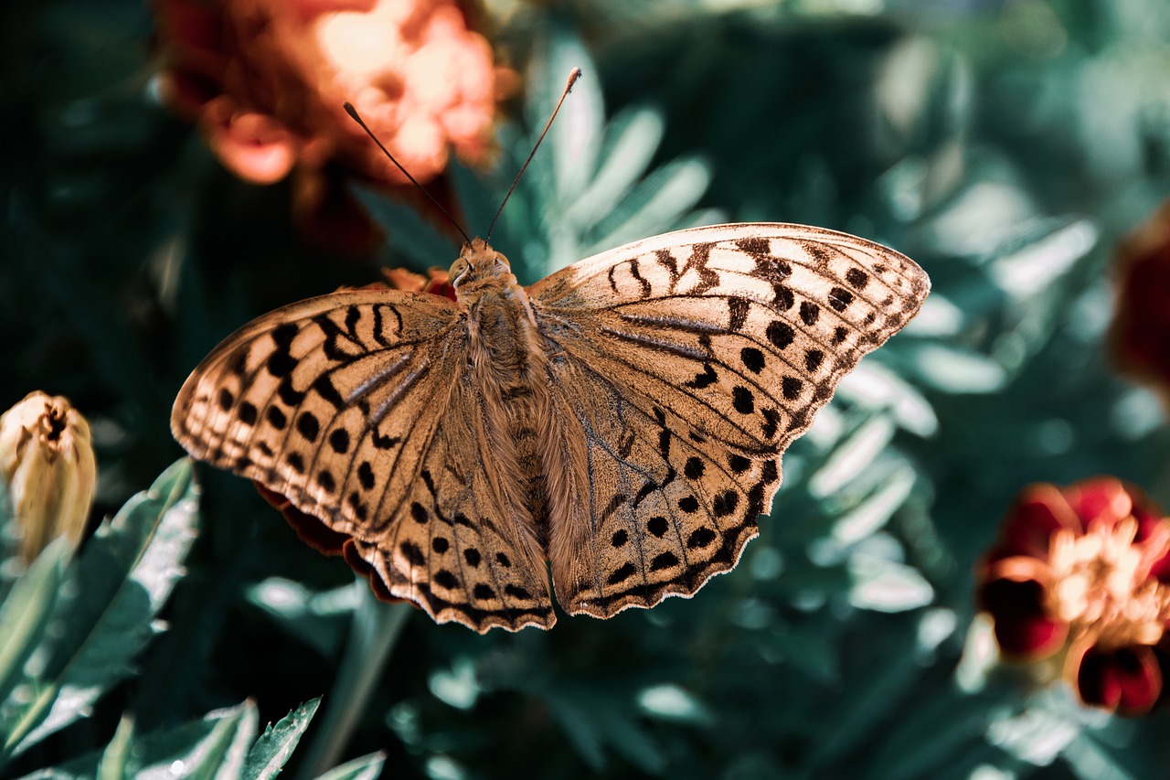 butterfly  insect  wings free photo