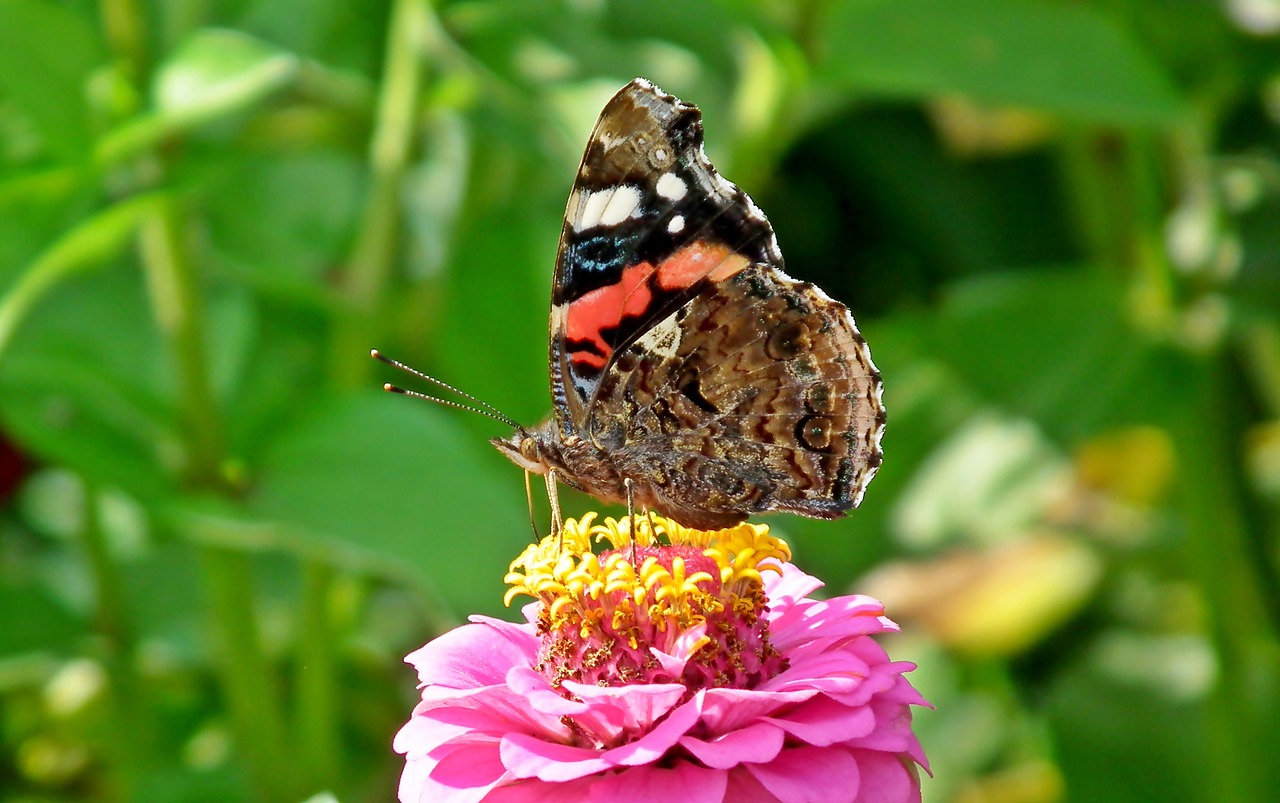 butterfly  insect  colored free photo