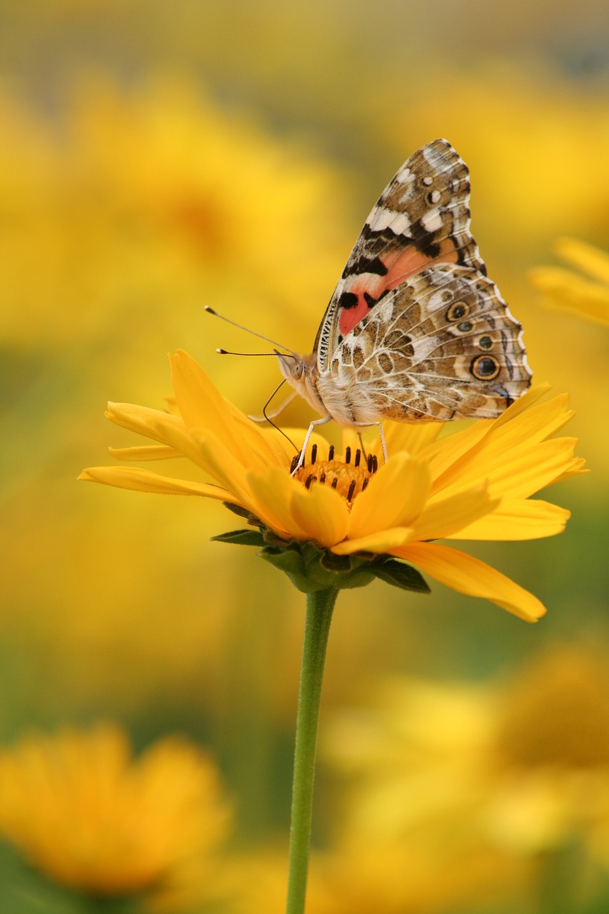 butterfly  yellow  flower free photo