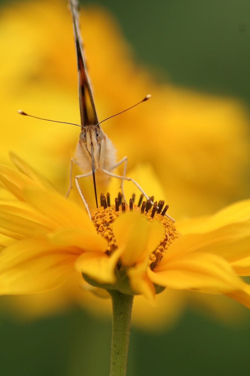 butterfly  yellow  flower free photo