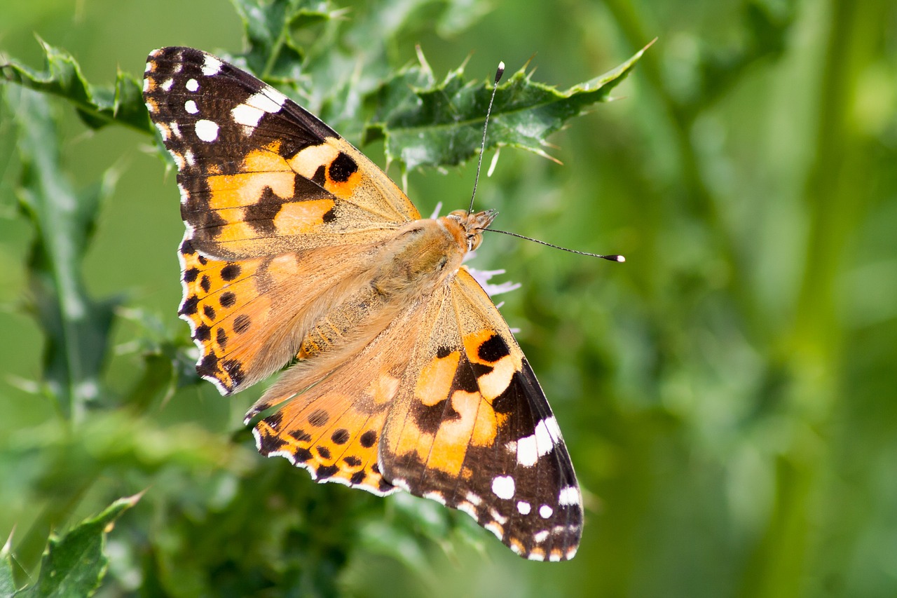 butterfly  vanessa cardui  thistle free photo