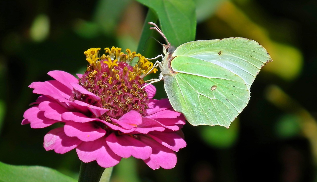 butterfly  insect  flower free photo