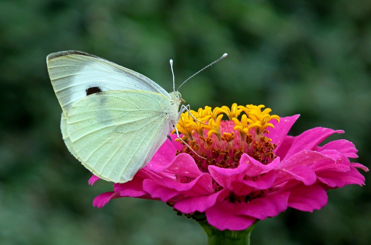 butterfly  insect  flower free photo