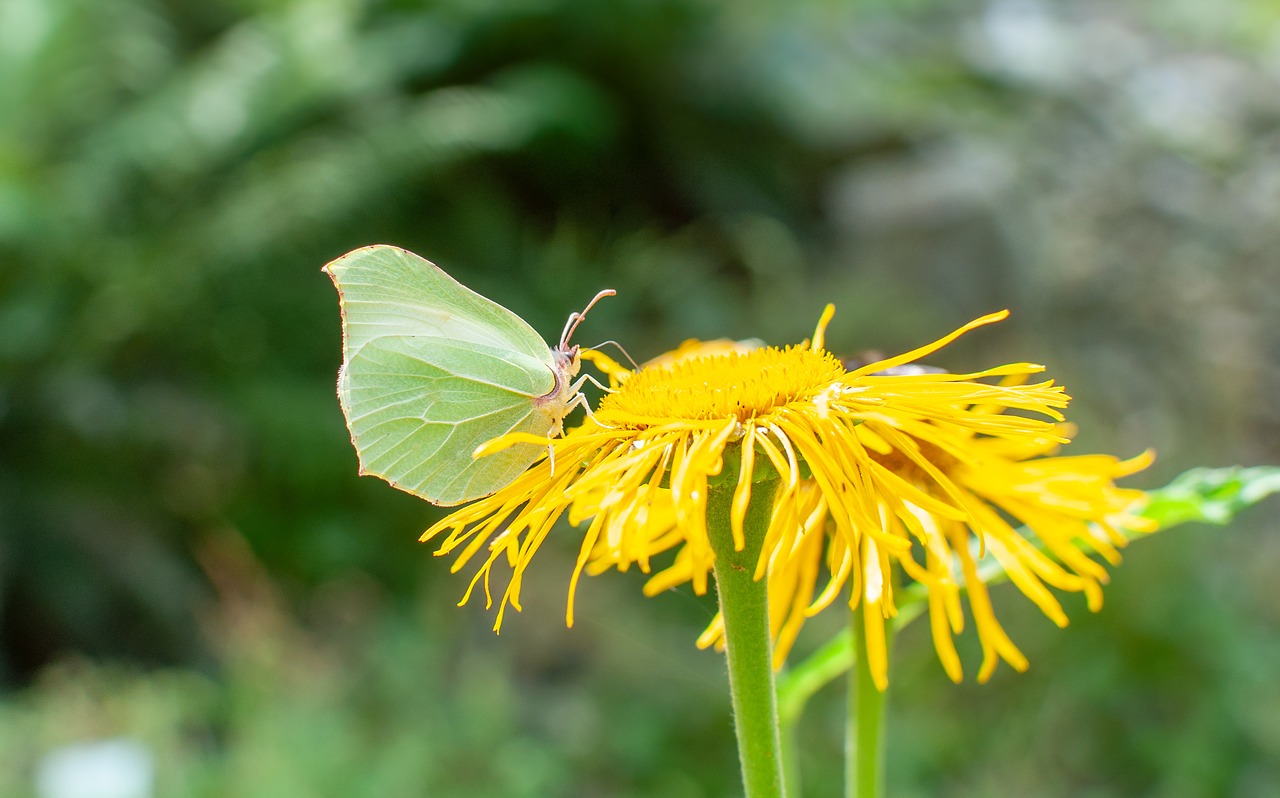 butterfly  nature  insect free photo