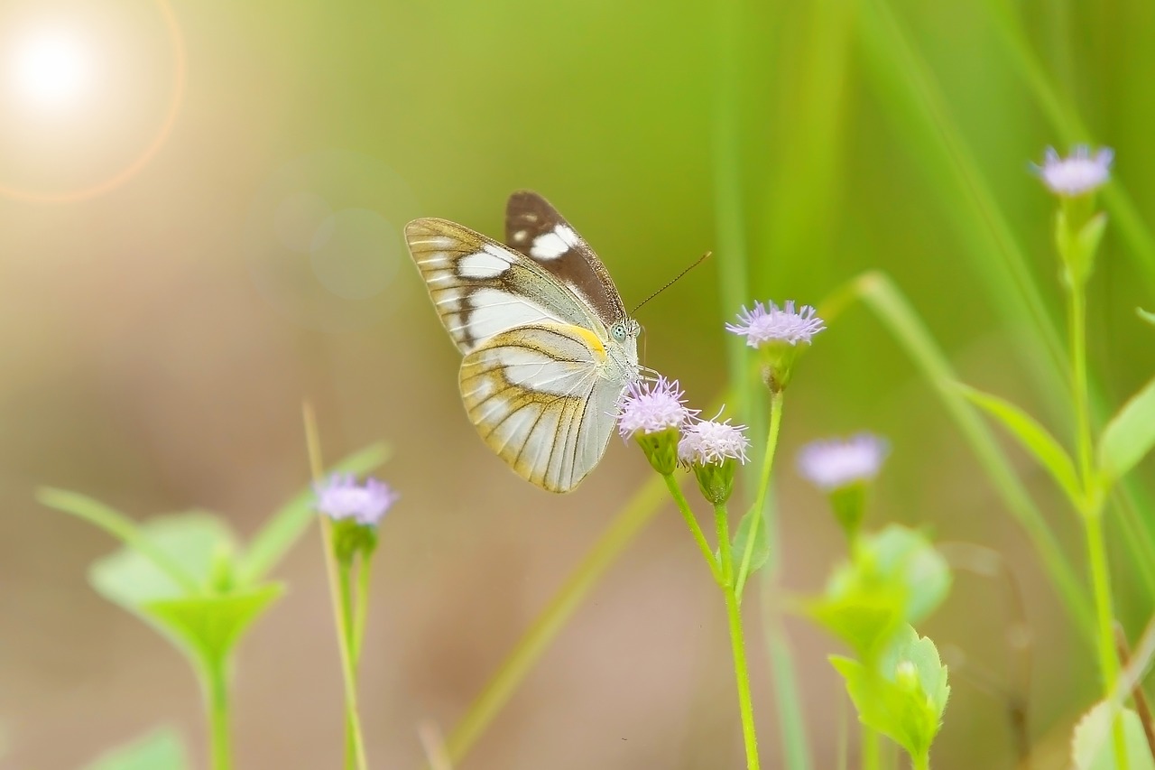 butterfly  wild life  green free photo