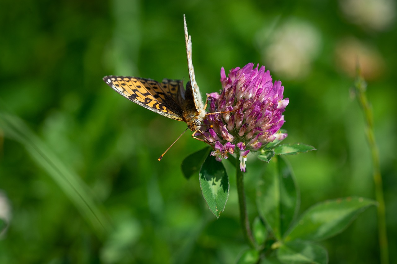 butterfly  klee  meadow free photo