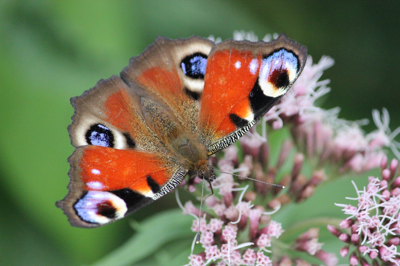 butterfly  summer  flowers free photo