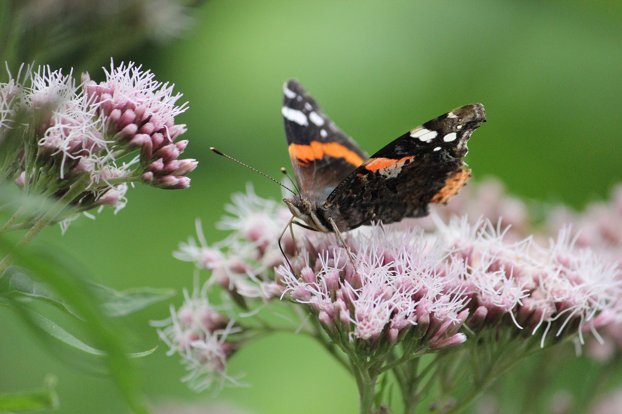 butterfly  summer  flowers free photo