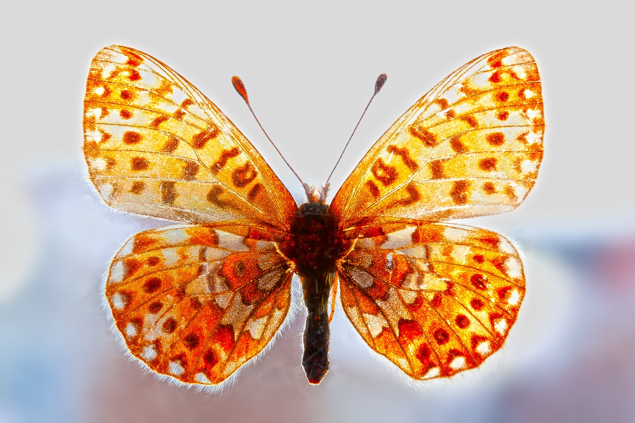 butterfly  flight  backlighting free photo