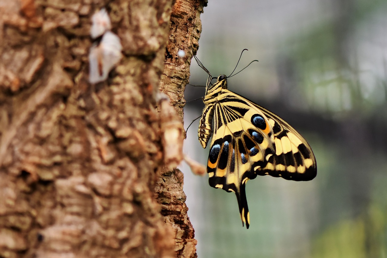 butterfly  schwalbenschwänzchen  insect free photo