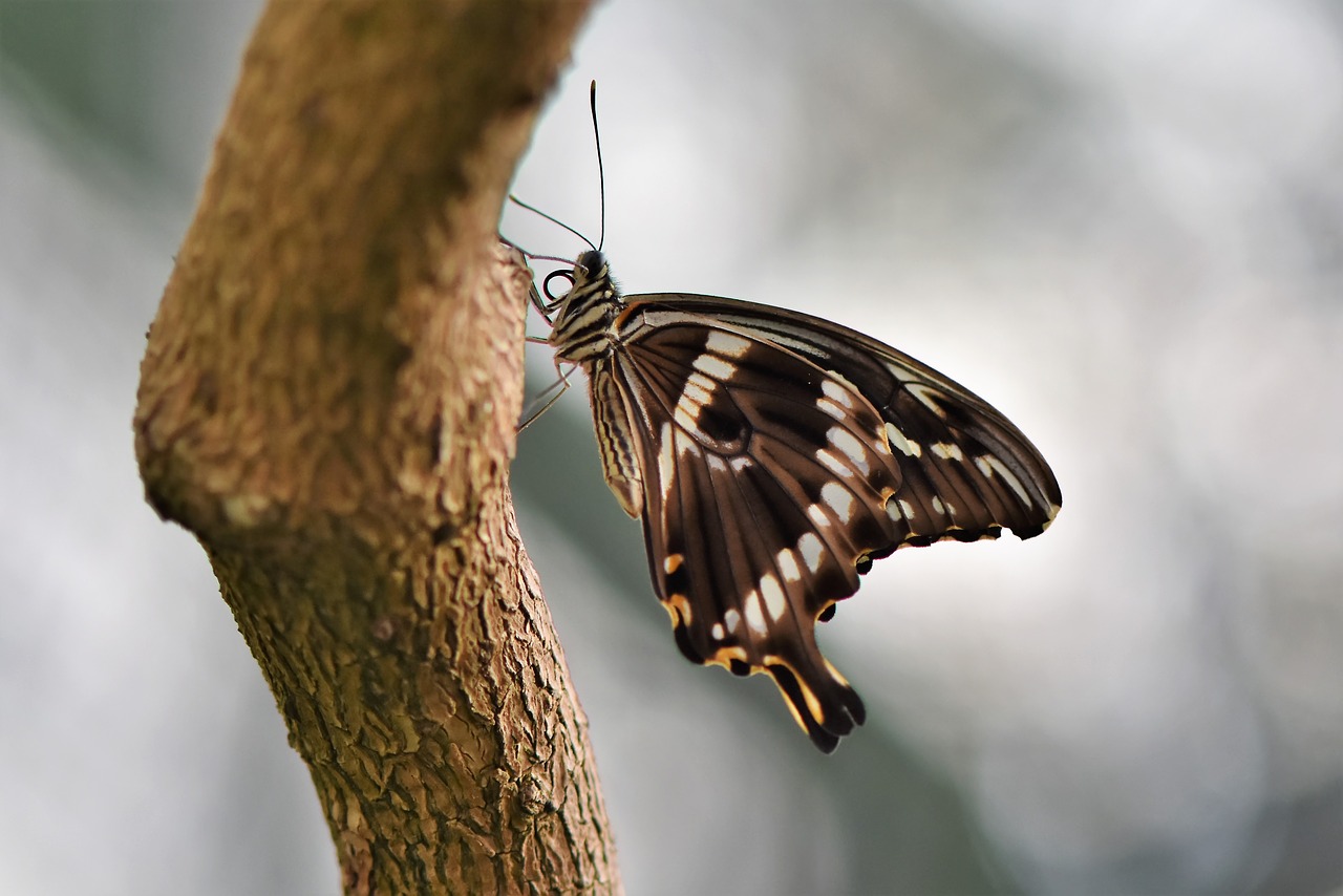 butterfly  schwalbenschwänzchen  insect free photo