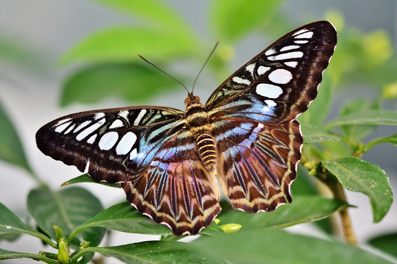 butterfly  tropical butterfly  exotic free photo