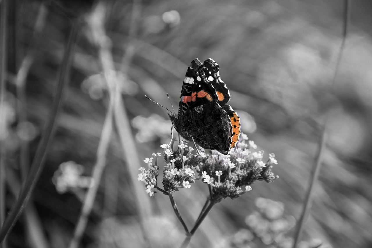 butterfly  flower  nature free photo