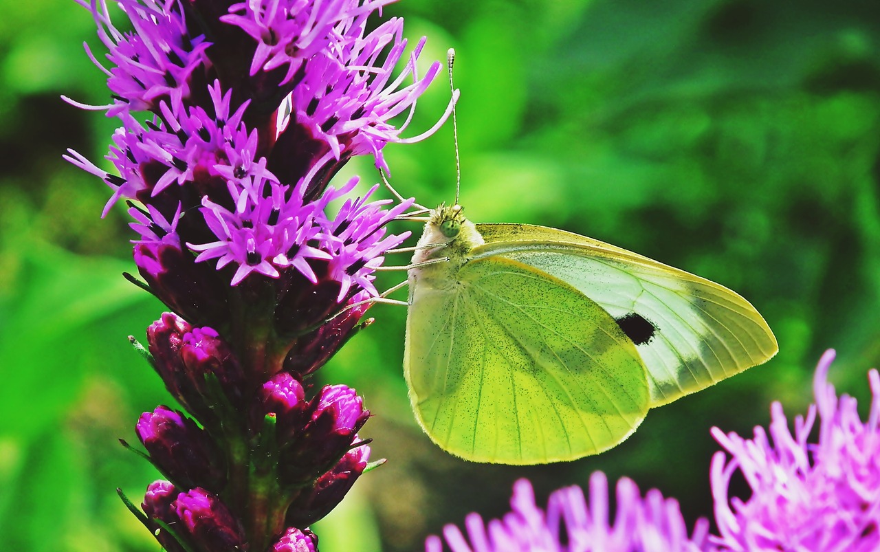 butterfly  insect  flower free photo