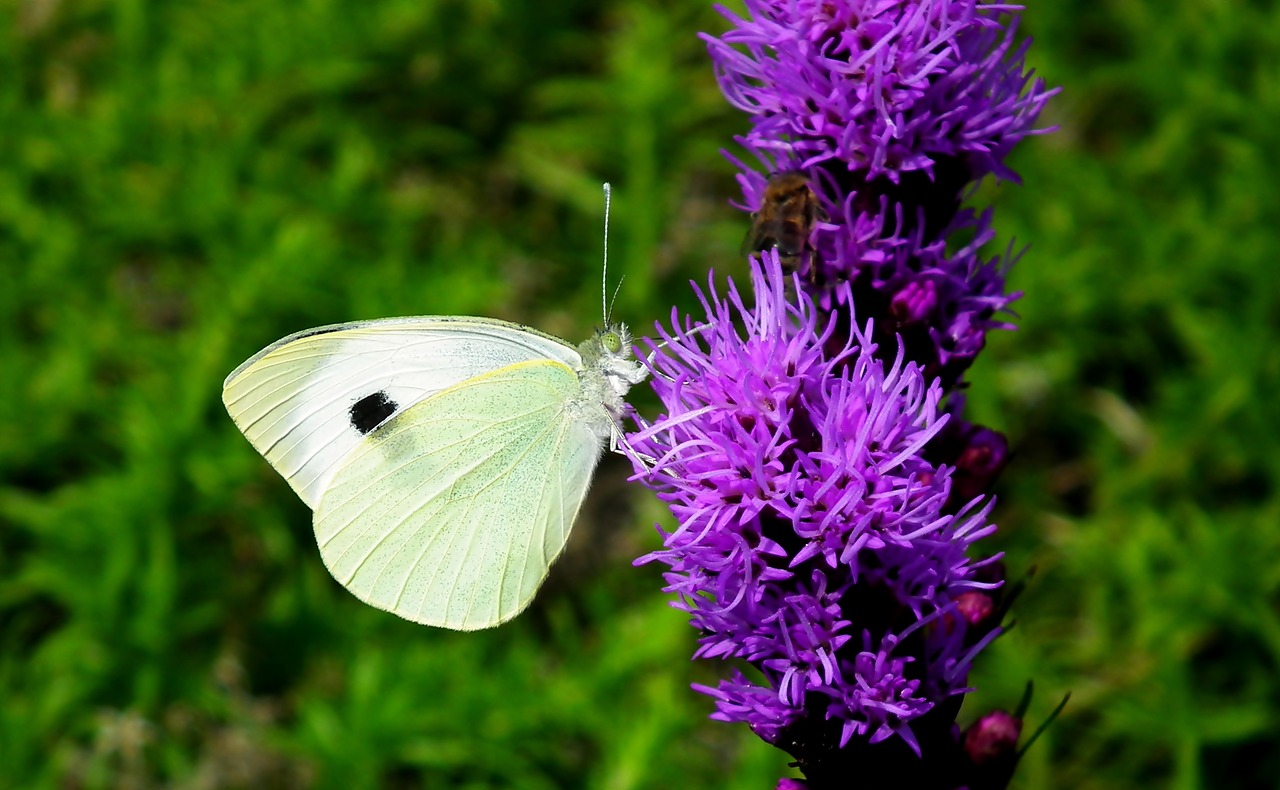 butterfly  insect  flower free photo